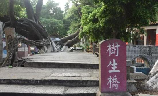 廣東佛山有座300年歷史的橋 都是 樹 長成的 名為 樹生橋