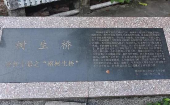 廣東佛山有座300年歷史的橋 都是 樹 長成的 名為 樹生橋